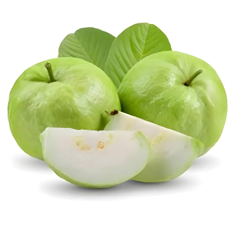 Guava exporter and supplier from India