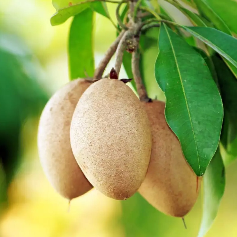 Sapodilla exporter and supplier from India