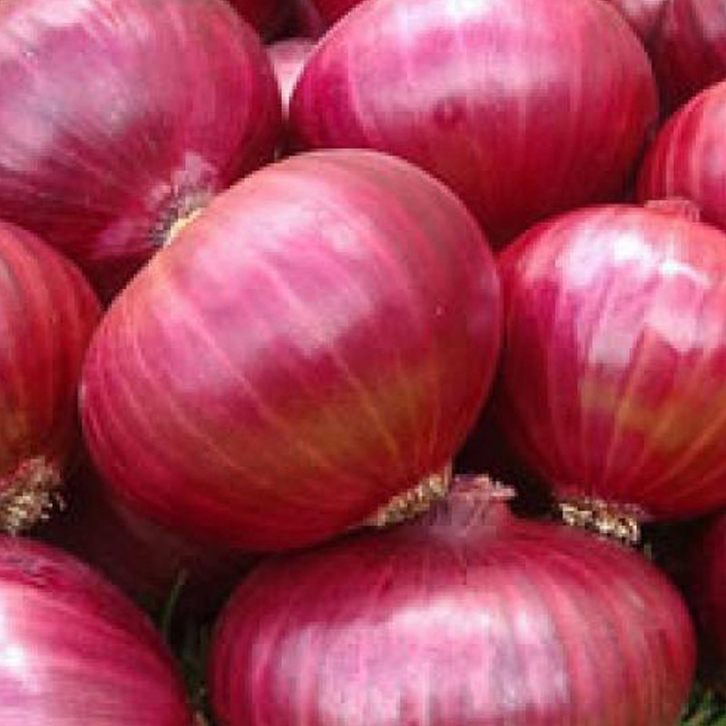 Red Onion Exporters from India