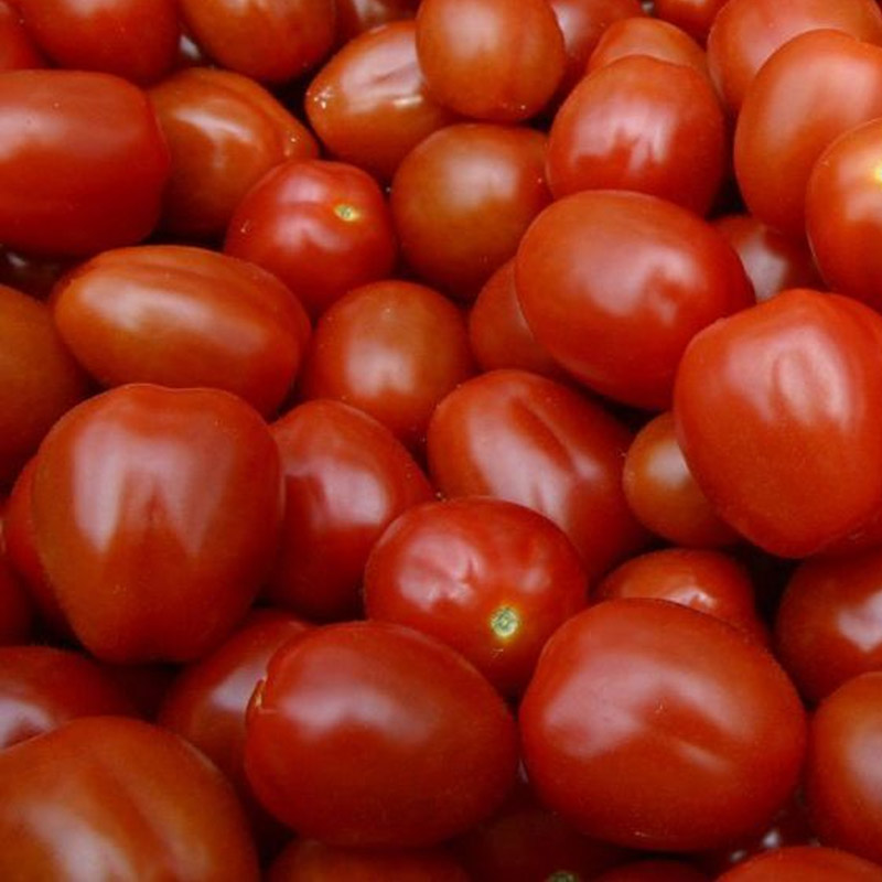 Tomato Export from India