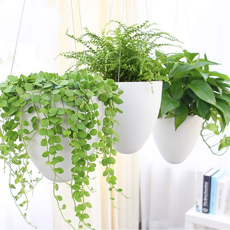 Garden Hanging Plants Nursery from Home