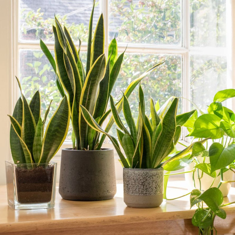 Garden Indoor Plants Nursery from Home