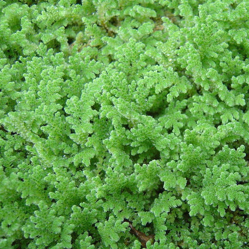 Azolla Growth Fertilizer supplier from India