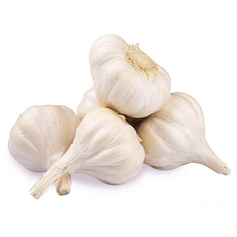 Fresh Garlic Exporters from India